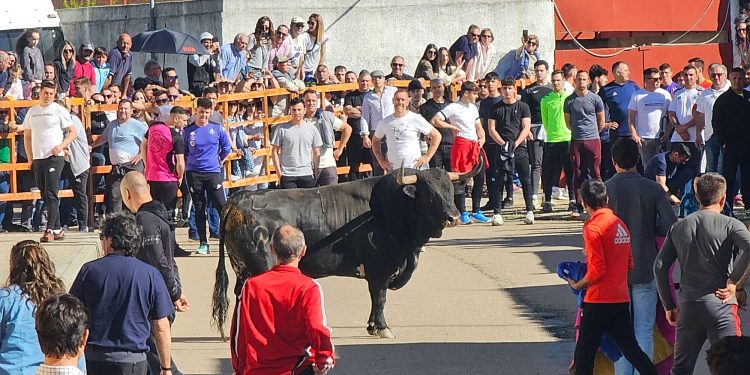 Multitudinario Toro del Voto en Villoria con Topo y Aguadulce llevando la emoción a las calles en un esperado festejo