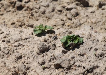 Las lluvias de marzo y abril retrasan las siembras de los regadíos y los agricultores aún no saben qué cultivos podrán sembrar