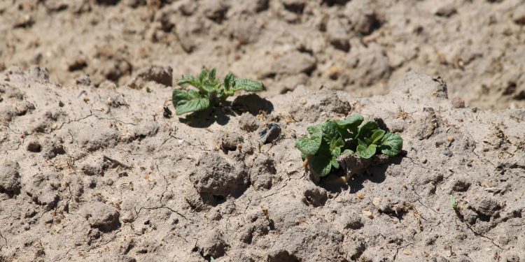 Las lluvias de marzo y abril retrasan las siembras de los regadíos y los agricultores aún no saben qué cultivos podrán sembrar