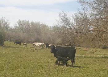 Relax campestre en Santiago de la Puebla: dos vacas avileñas se escaparon de la finca y han regresado tres, todas sanas y salvas