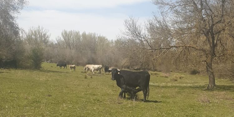 Relax campestre en Santiago de la Puebla: dos vacas avileñas se escaparon de la finca y han regresado tres, todas sanas y salvas