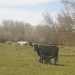 Relax campestre en Santiago de la Puebla: dos vacas avileñas se escaparon de la finca y han regresado tres, todas sanas y salvas