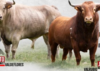 «Deseadito» y «Jumillano» protagonizarán el sábado 3 de mayo la III edición del Toro de la Misericordia en Cantalapiedra