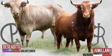 «Deseadito» y «Jumillano» protagonizarán el sábado 3 de mayo la III edición del Toro de la Misericordia en Cantalapiedra