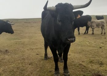 Localizada una de las vacas avileñas extraviadas en Santiago de la Puebla y sigue la búsqueda de la segunda a punto de parir