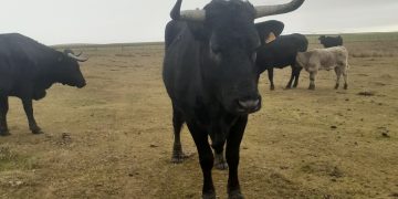 Localizada una de las vacas avileñas extraviadas en Santiago de la Puebla y sigue la búsqueda de la segunda a punto de parir
