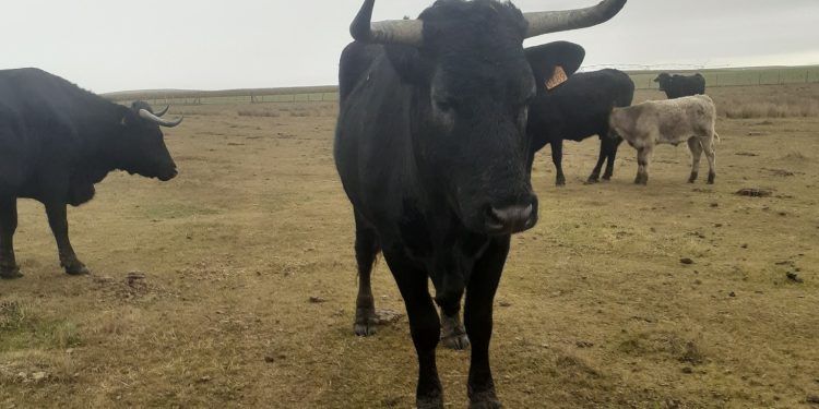 Localizada una de las vacas avileñas extraviadas en Santiago de la Puebla y sigue la búsqueda de la segunda a punto de parir