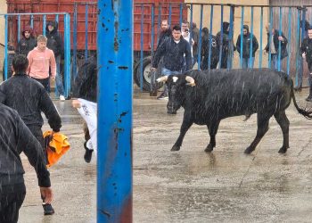 Tarazona de Guareña inicia sus fiestas de San Pedro Regalado con un animado encierro taurino acompañado de un intenso aguacero