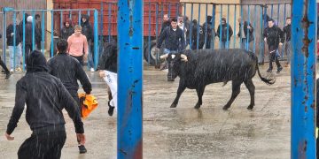 Tarazona de Guareña inicia sus fiestas de San Pedro Regalado con un animado encierro taurino acompañado de un intenso aguacero