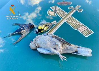 Agentes del Seprona de Peñaranda investigan a dos cazadores furtivos de Miranda de Azán e incautan armas y tres aves muertas