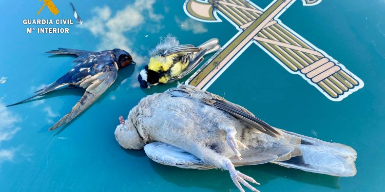 Agentes del Seprona de Peñaranda investigan a dos cazadores furtivos de Miranda de Azán e incautan armas y tres aves muertas