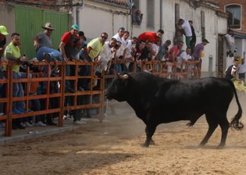 Cantalpino recibe a cientos de aficionados y público de la comarca para presenciar en sus calles la VIII edición del Toro de San Isidro