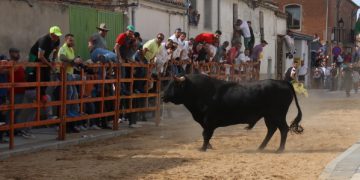 Cantalpino recibe a cientos de aficionados y público de la comarca para presenciar en sus calles la VIII edición del Toro de San Isidro