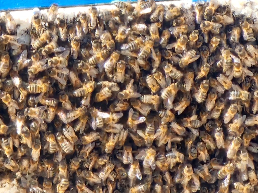 abejas 2