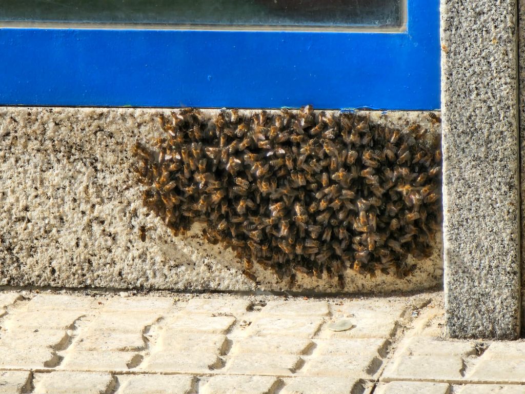 abejas 3