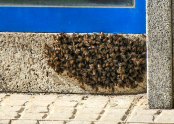 Primer enjambre de la temporada en Peñaranda con cientos de abejas en la fachada de un negocio de la calle Ricardo Soriano