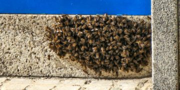 Primer enjambre de la temporada en Peñaranda con cientos de abejas en la fachada de un negocio de la calle Ricardo Soriano