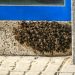 Primer enjambre de la temporada en Peñaranda con cientos de abejas en la fachada de un negocio de la calle Ricardo Soriano