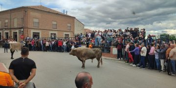 La III edición del Toro de la Misericordia llena de aficionados la villa de Cantalapiedra para ver a «Deseadito» y «Jumillano»