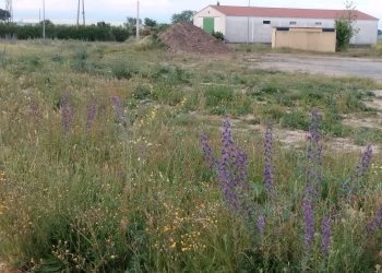 Peñaranda en Común denuncia la pasividad del equipo de Gobierno en el incumplimiento de la ordenanza de solares