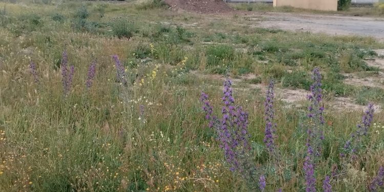 Peñaranda en Común denuncia la pasividad del equipo de Gobierno en el incumplimiento de la ordenanza de solares