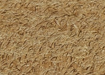 Los fuertes calores de los meses de mayo y junio provocan una grave merma en la cosecha de trigo de la provincia salmantina