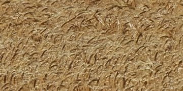 Los fuertes calores de los meses de mayo y junio provocan una grave merma en la cosecha de trigo de la provincia salmantina