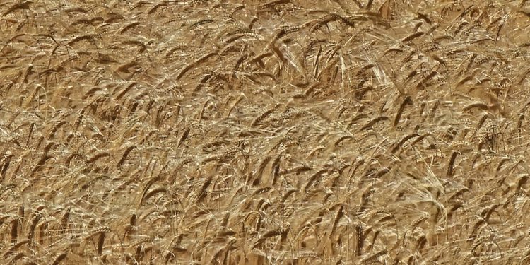 Los fuertes calores de los meses de mayo y junio provocan una grave merma en la cosecha de trigo de la provincia salmantina