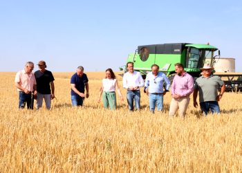 La cosecha de cereal en Castilla y León alcanzará los 8,12 millones de toneladas, la segunda mayor producción en 15 años