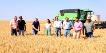 La cosecha de cereal en Castilla y León alcanzará los 8,12 millones de toneladas, la segunda mayor producción en 15 años