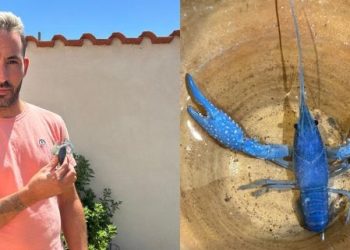 Un pescador de Garcihernández encuentra en el Tormes, a su paso por Huerta, un curioso ejemplar de cangrejo de color azul