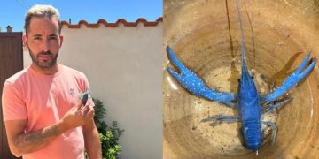Un pescador de Garcihernández encuentra en el Tormes, a su paso por Huerta, un curioso ejemplar de cangrejo de color azul