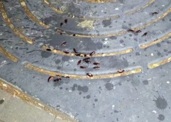 El PP de Peñaranda denuncia el «estado lamentable» del parque infantil José Santos Borrego y la presencia de cucarachas