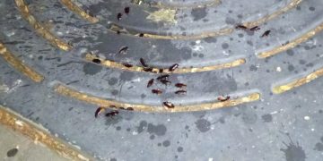 El PP de Peñaranda denuncia el «estado lamentable» del parque infantil José Santos Borrego y la presencia de cucarachas