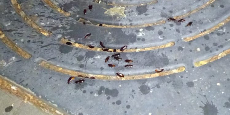 El PP de Peñaranda denuncia el «estado lamentable» del parque infantil José Santos Borrego y la presencia de cucarachas