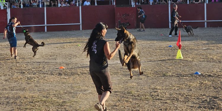 Villoruela disfruta en la plaza de toros con la exhibición canina que ha dado paso a una gran parrillada en la zona de acampada