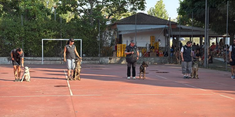 Extraordinaria exhibición canina en Rágama con pruebas de detección olfativa con intensas ovaciones de niños y adultos