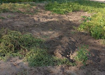 Arrasan un huerto en Macotera en plena madrugada y se llevan todas las hortalizas además de provocar destrozos en el terreno