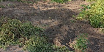 Arrasan un huerto en Macotera en plena madrugada y se llevan todas las hortalizas además de provocar destrozos en el terreno