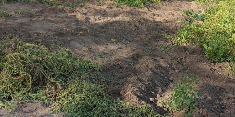 Arrasan un huerto en Macotera en plena madrugada y se llevan todas las hortalizas además de provocar destrozos en el terreno