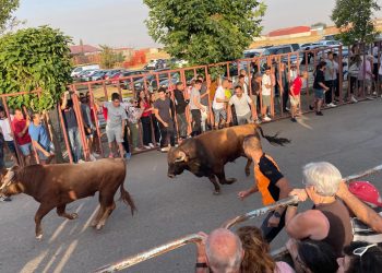 Macotera inicia el día de San Roque «el grande» con el primero de sus encierros centenarios y cientos de aficionados de la zona