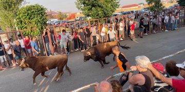 Macotera inicia el día de San Roque «el grande» con el primero de sus encierros centenarios y cientos de aficionados de la zona