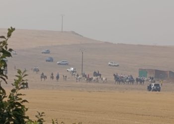 Singular estampa del encierro campero en Macotera bajo un cielo plomizo por la calima y los incendios que asolan la región