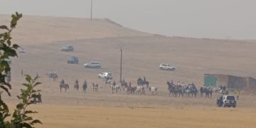 Singular estampa del encierro campero en Macotera bajo un cielo plomizo por la calima y los incendios que asolan la región