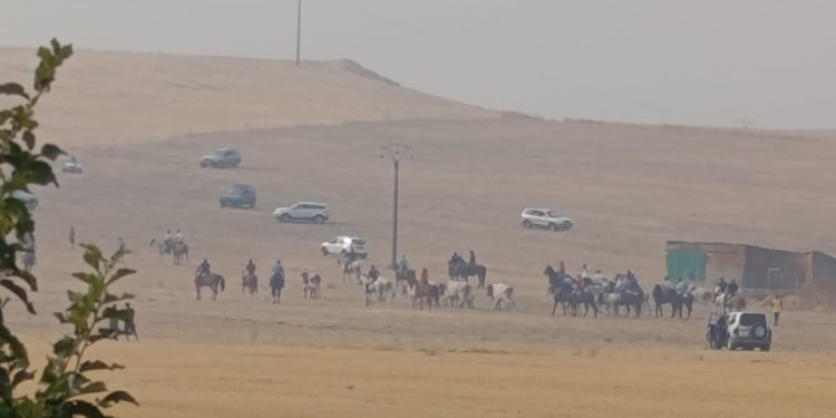 Singular estampa del encierro campero en Macotera bajo un cielo plomizo por la calima y los incendios que asolan la región