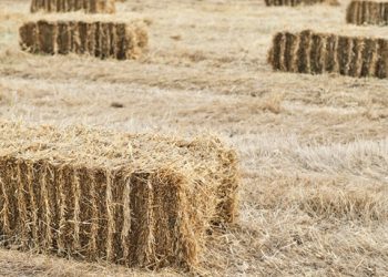 El Ayuntamiento de Alaraz pone en marcha una campaña solidaria de recogida de forraje para las zonas arrasadas por el fuego