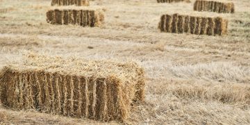 El Ayuntamiento de Alaraz pone en marcha una campaña solidaria de recogida de forraje para las zonas arrasadas por el fuego