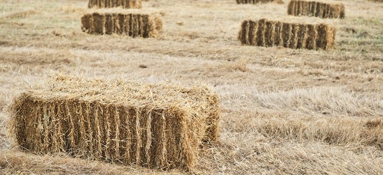 El Ayuntamiento de Alaraz pone en marcha una campaña solidaria de recogida de forraje para las zonas arrasadas por el fuego