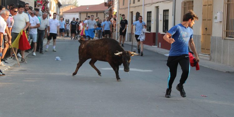 Palaciosrubios reúne a aficionados de toda la comarca en el primer y emocionante encierro de las fiestas de las Nieves