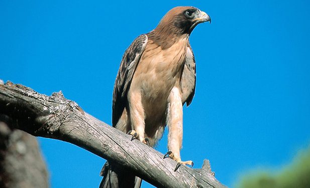 La gripe aviar «a la vuelta de la esquina»: la Junta confirma un caso en un ejemplar de águila calzada hallado en Pedraza de Alba